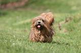LHASSA APSO 281
